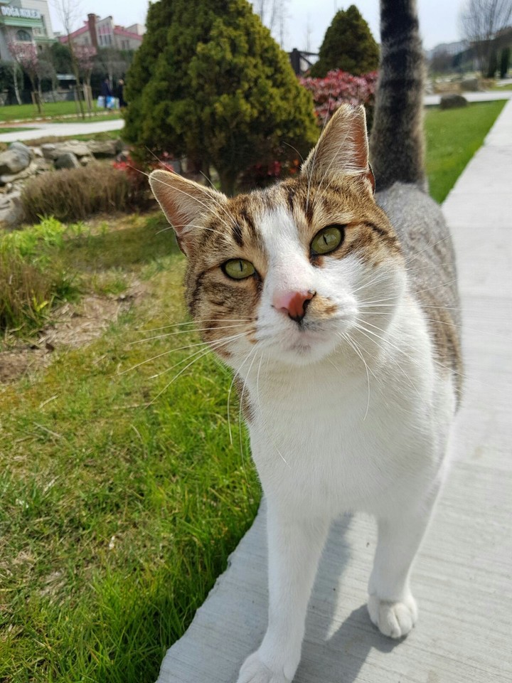 cat
