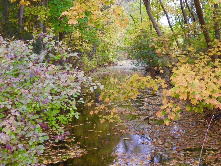 Trail of the Leaves