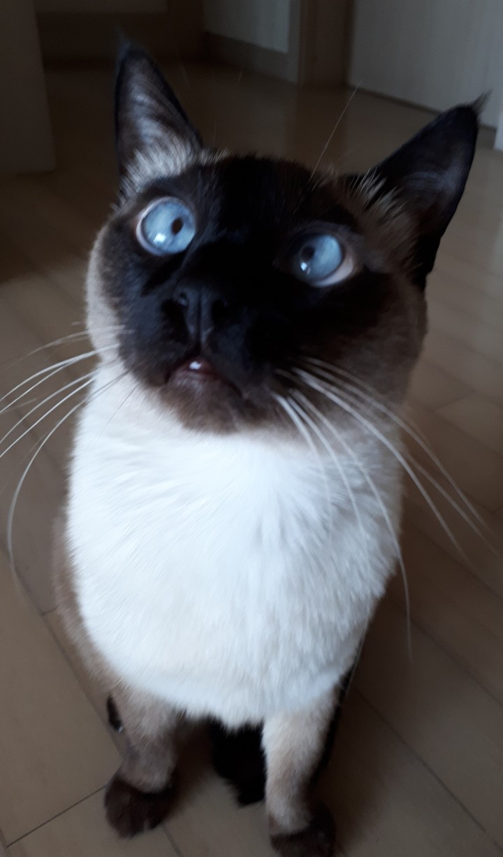 호기심
