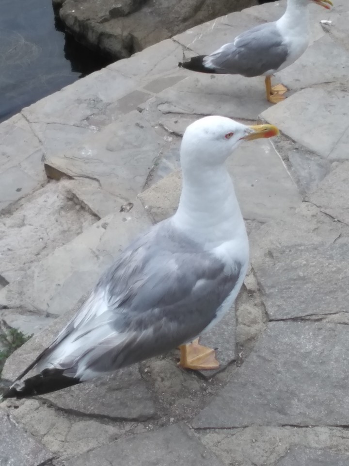 seabirf