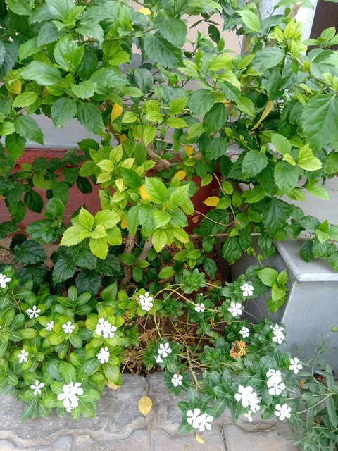 Evergreen?