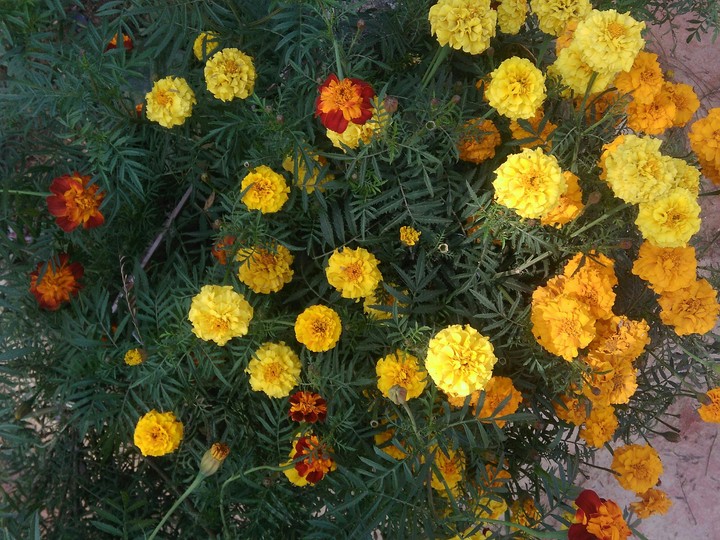 my garden