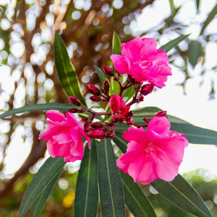 awesome pink flowers