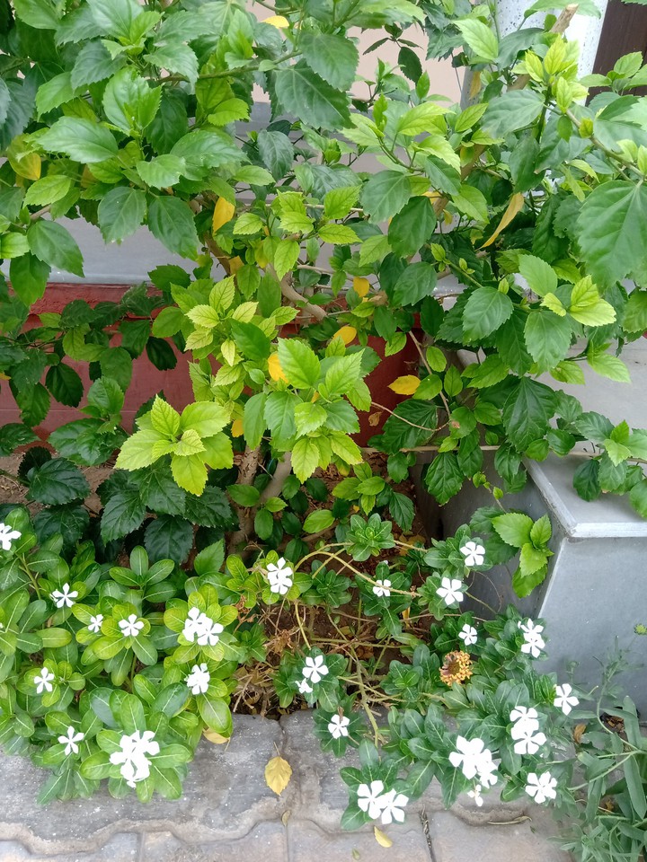Evergreen?