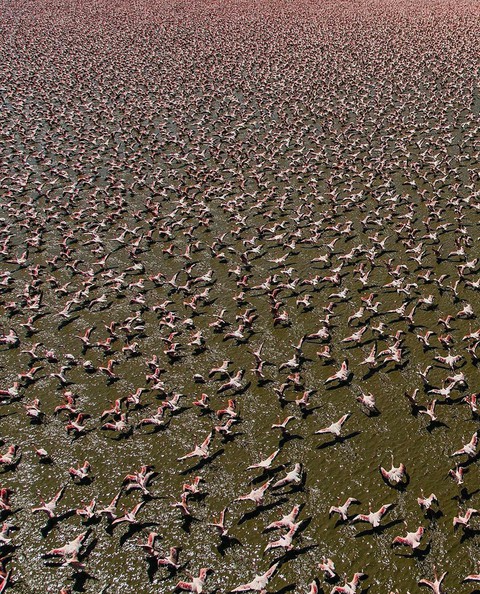 Flamingo on a lake