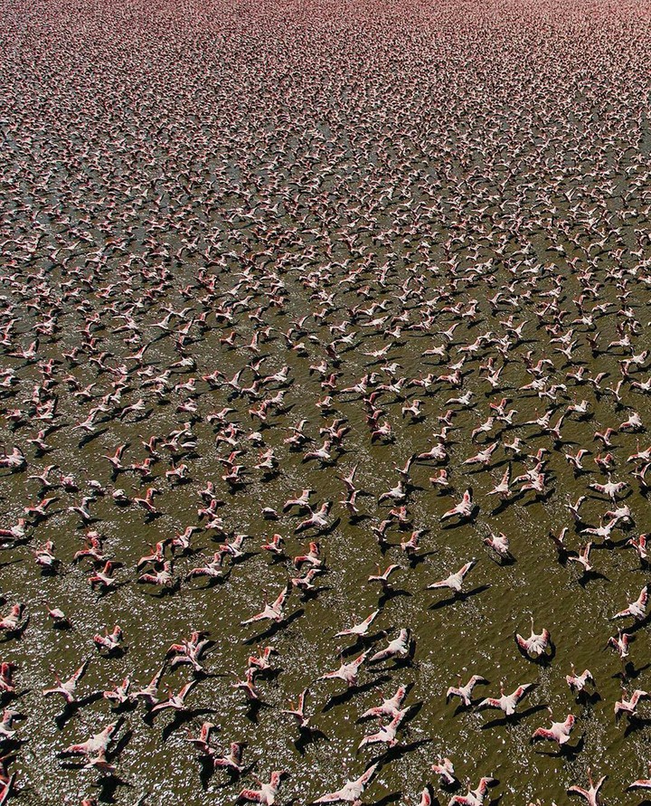 Flamingo on a lake