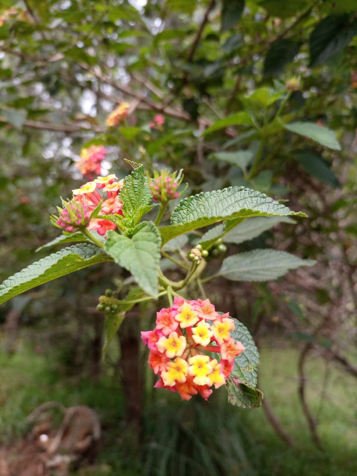 Lantana Flower