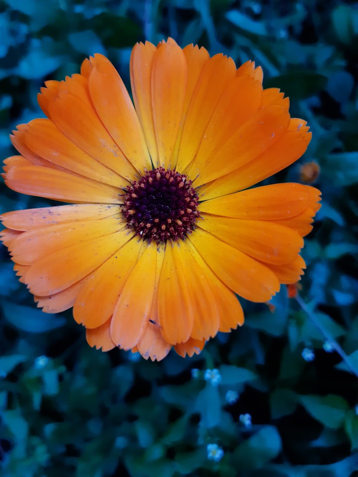 flover