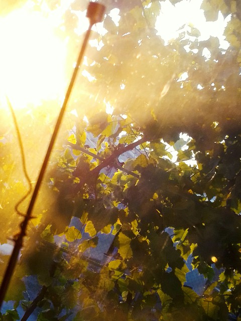 sky, branch Hintergrundbilder