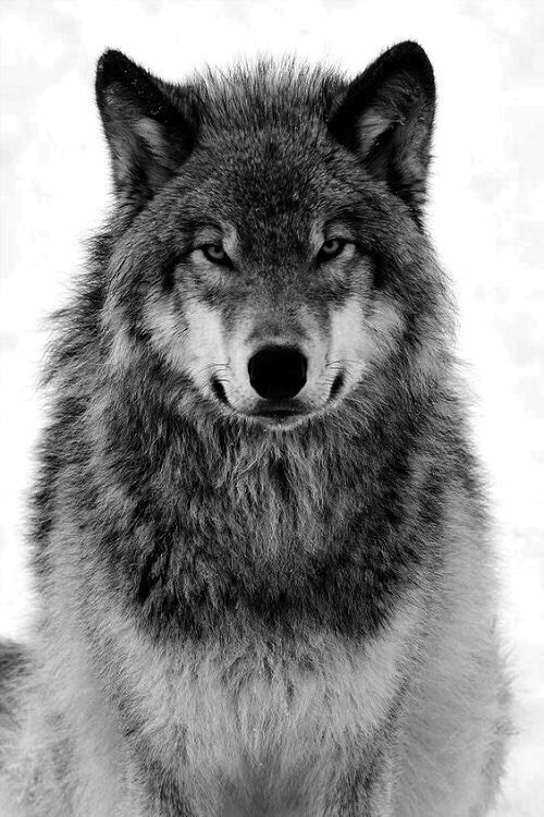 wolf