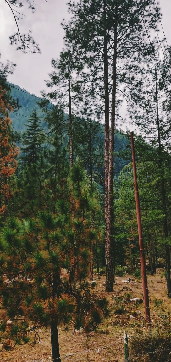 trees