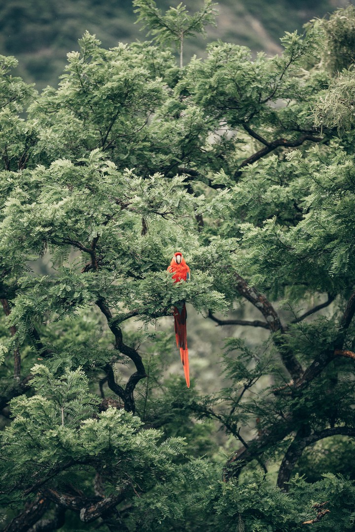 birds