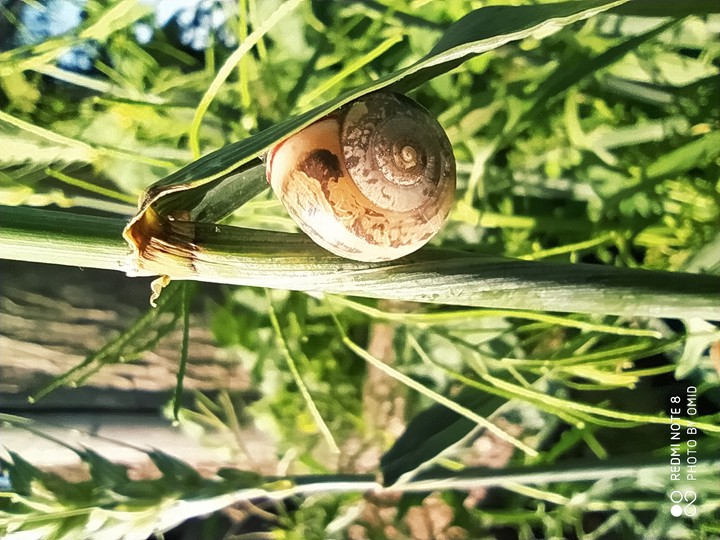 snail in Garden