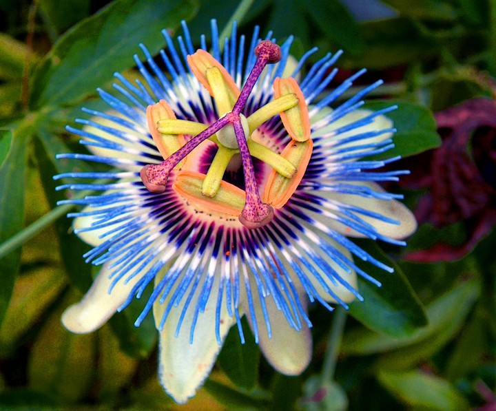 flor4