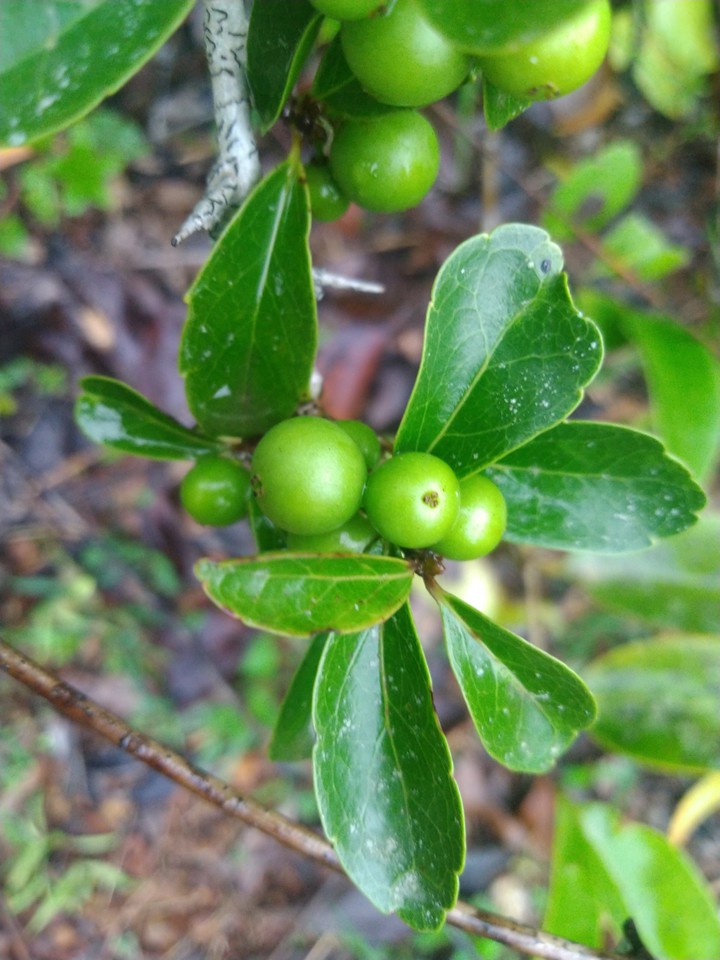forest fruits