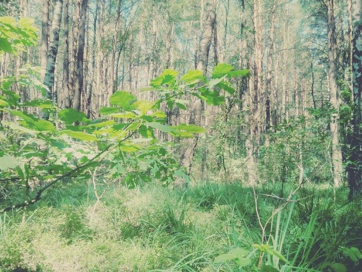 Forest