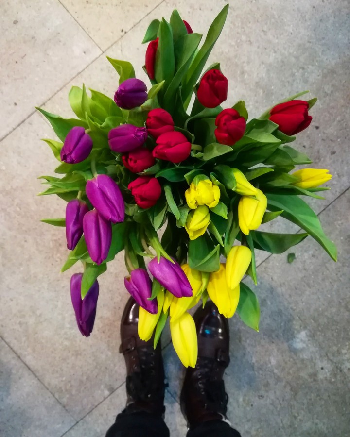 tulips