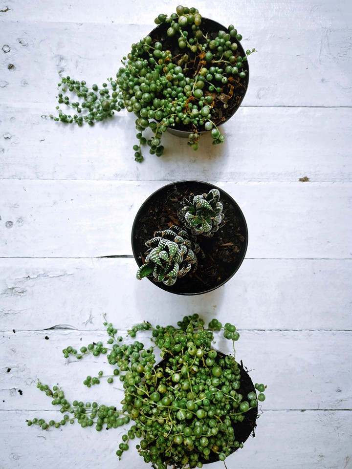 Plants?