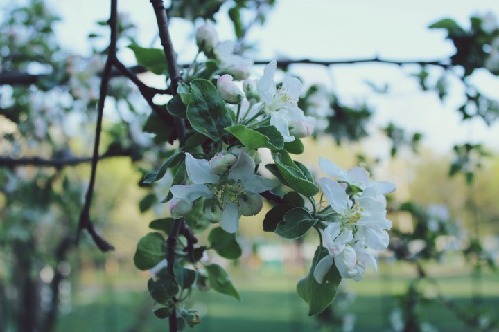 Apple blossom