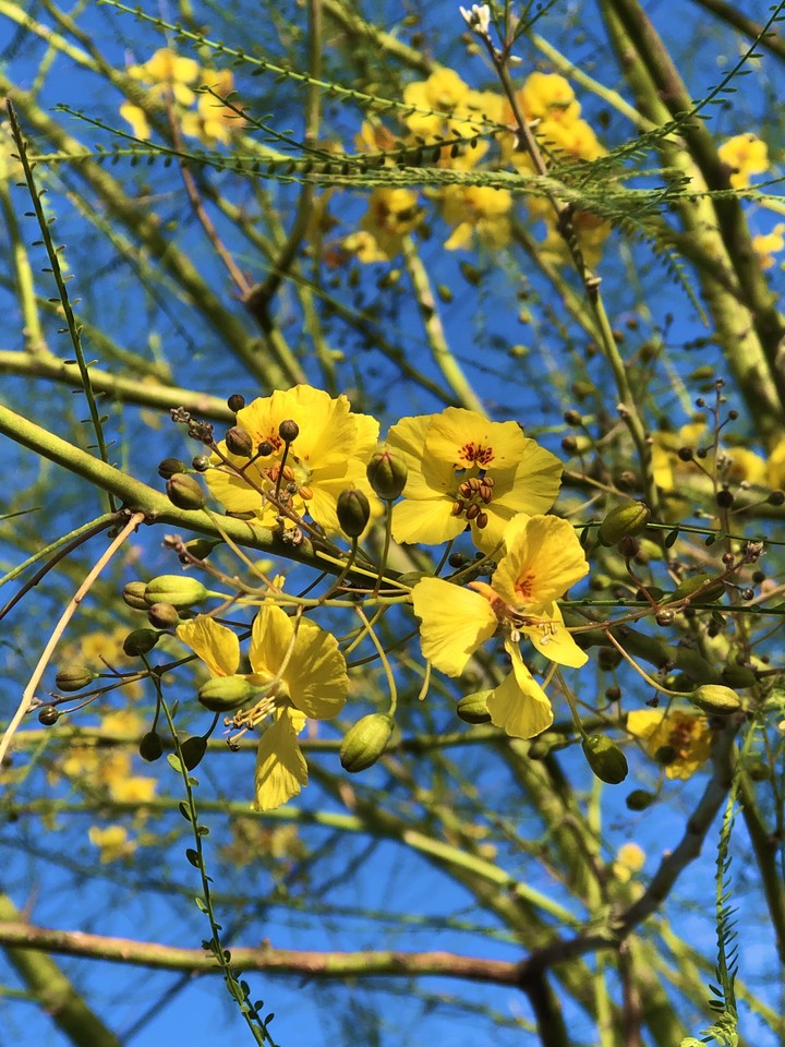 Flores del Desierto