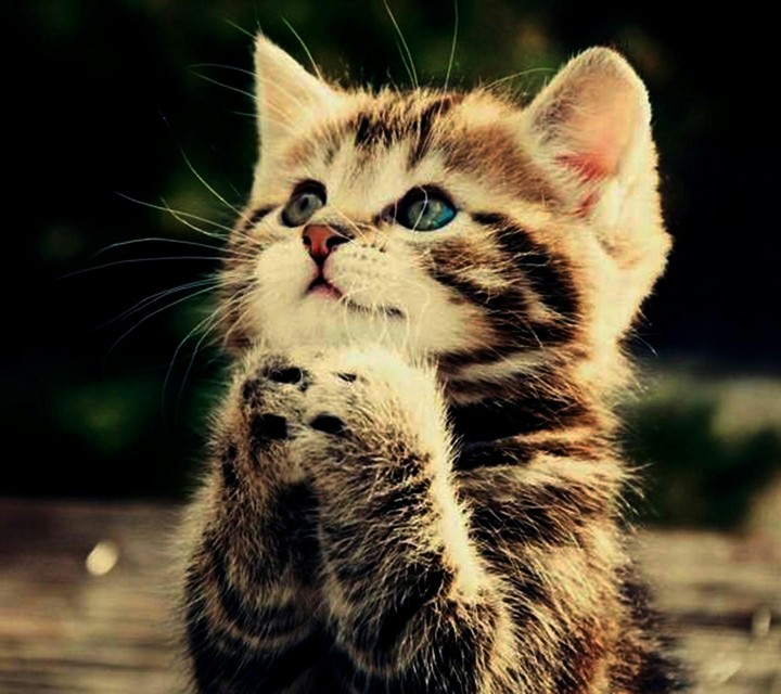 nice cat