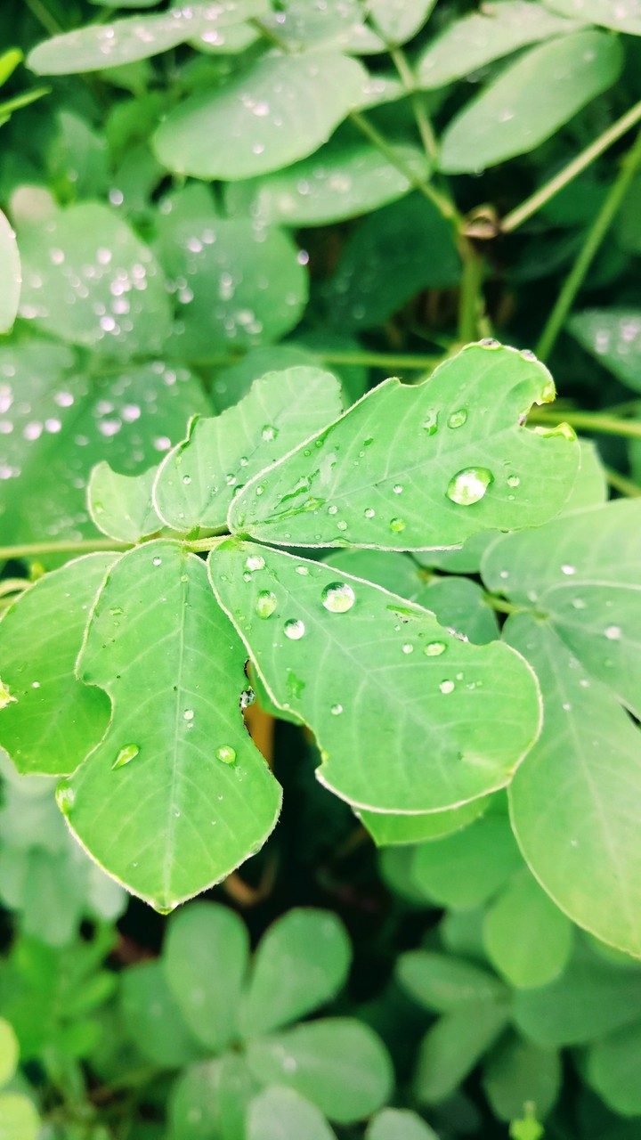 drizzle