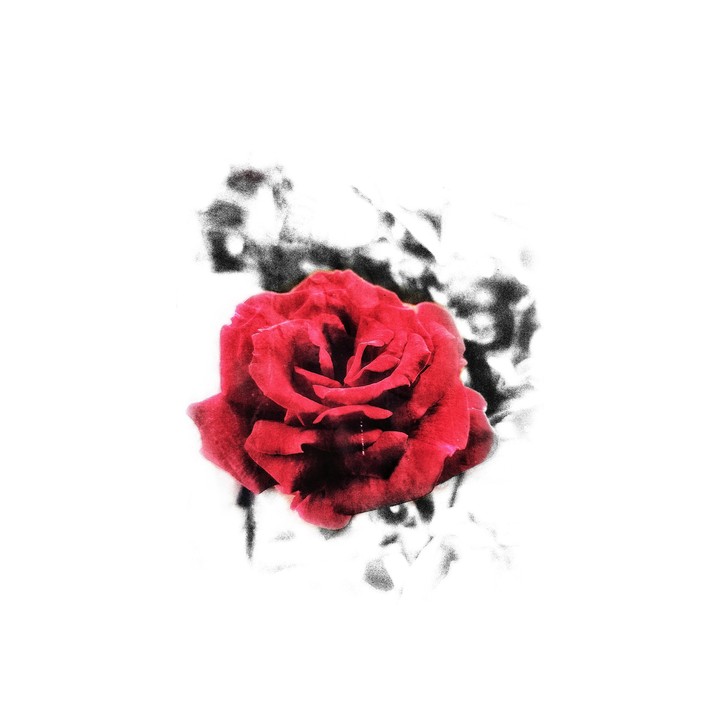 rose