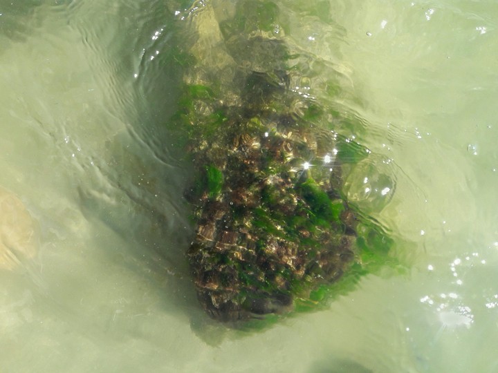Море