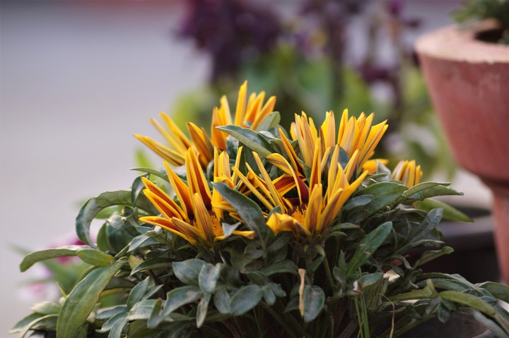 flowers
