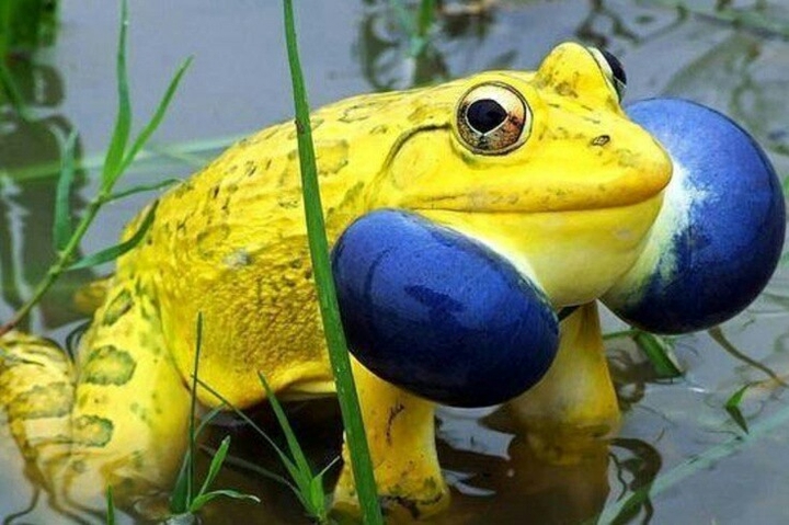 Frog 6