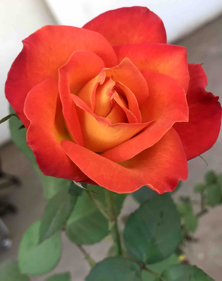 Rose