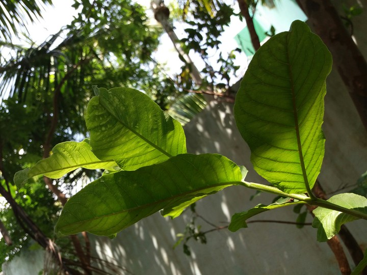 leaf