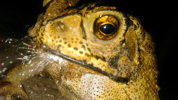 frog ....