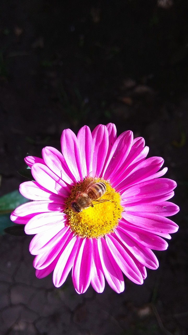 A bee at work