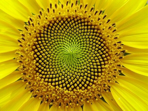 از شدت نگاه به سوی حضرتش ..... همه وجودم شکفت