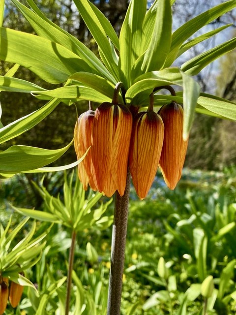 רקעים plants, flower