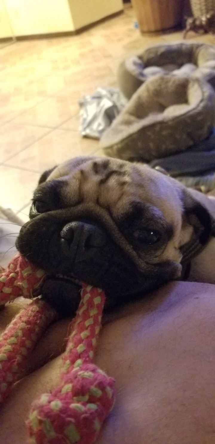 pug rico