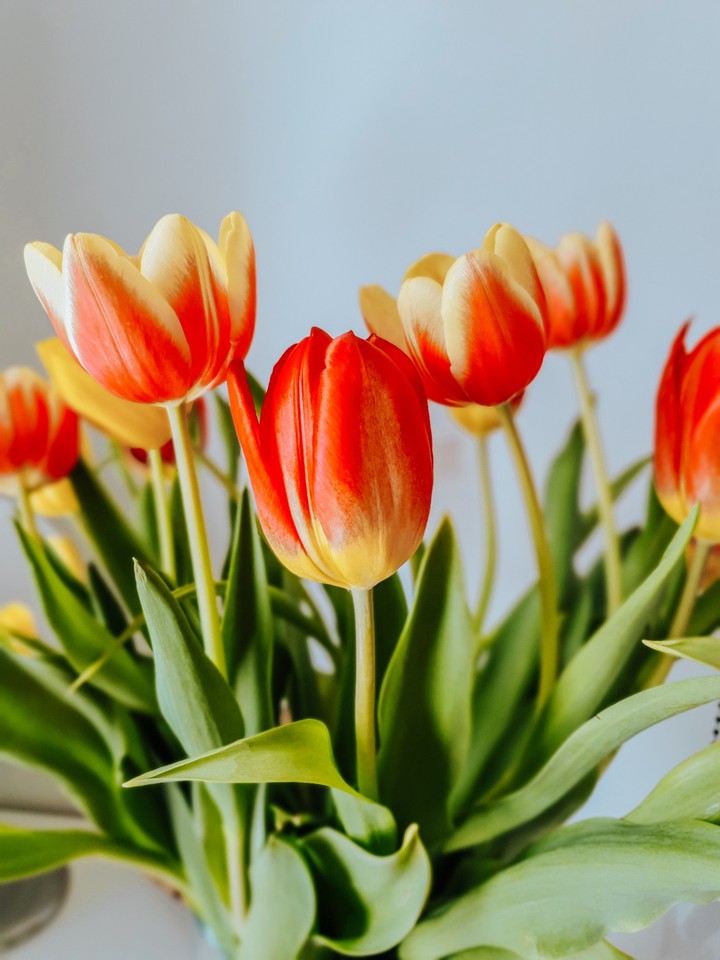 tulipe