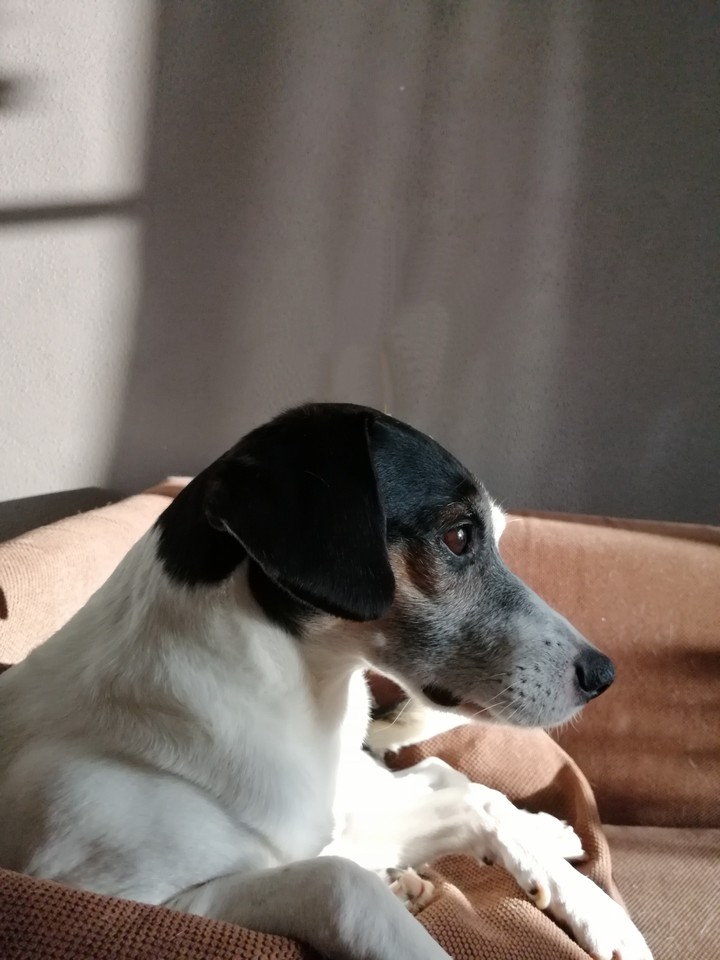 cute dog