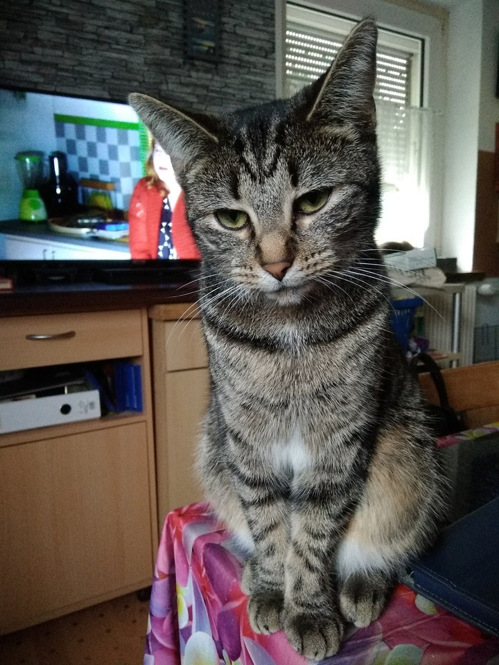Maja