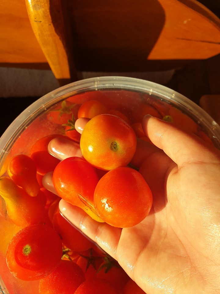 tomato