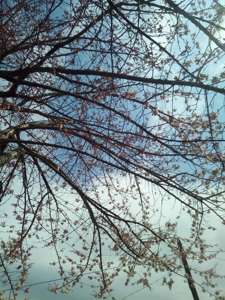 spring