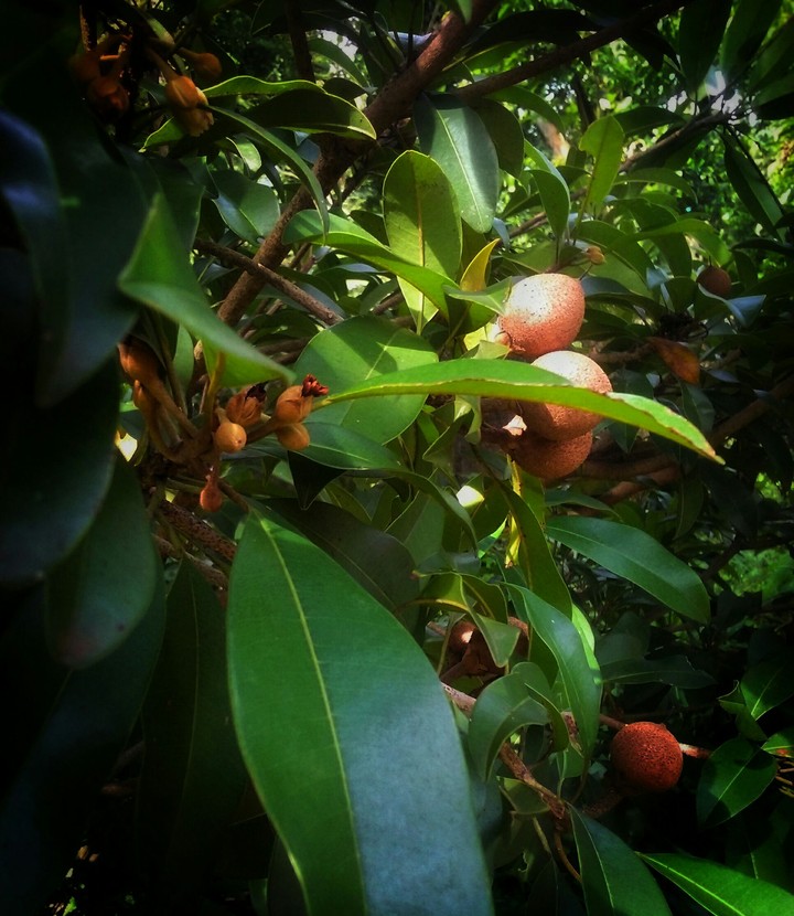 Nature