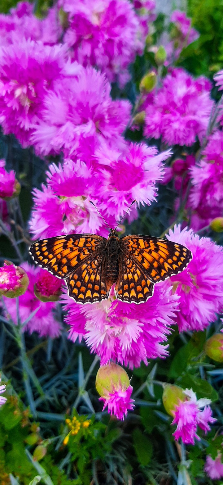 ~fly above~