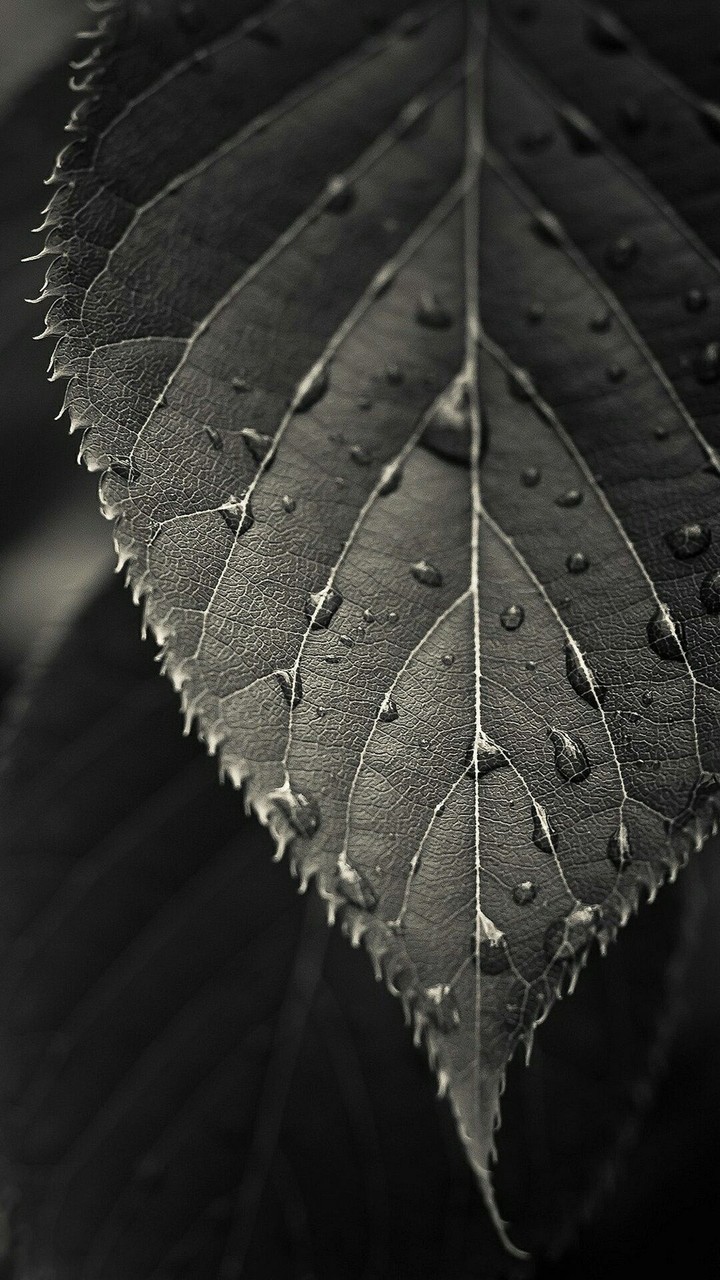 Cool Leaf