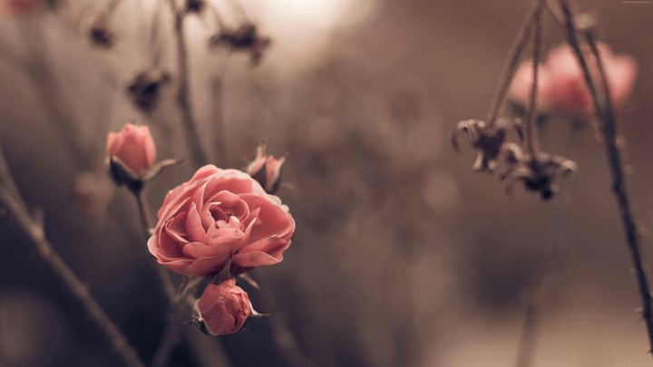 Make Me To Bloom