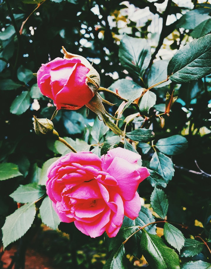 rose