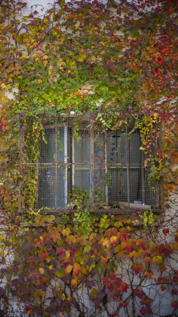 The Beauty Windows