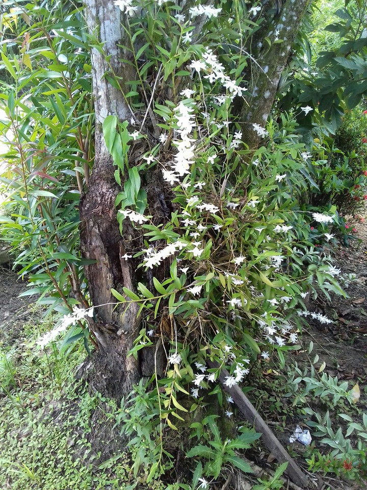 orchid