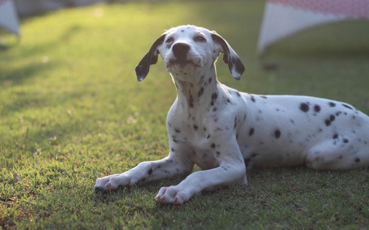 dalmatian